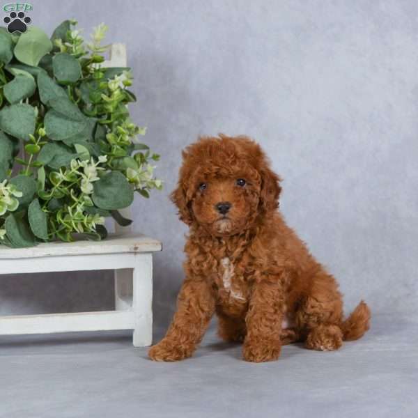 Winston, Miniature Poodle Puppy